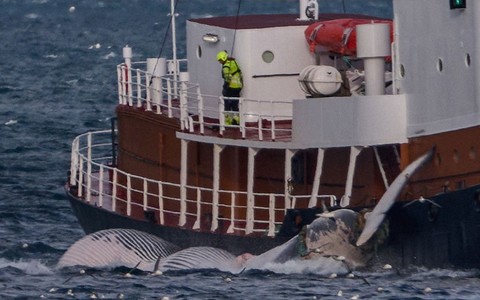 Islandia zezwoliła na polowania na wieloryby do 2029 r.