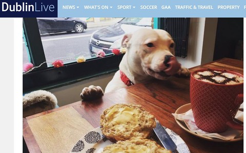 Ireland's first Doggy Diner is now open in Dublin