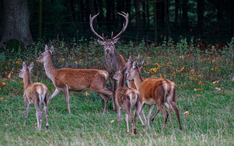 English wildlife ‘could be disappearing in the dark’ due to lack of scrutiny