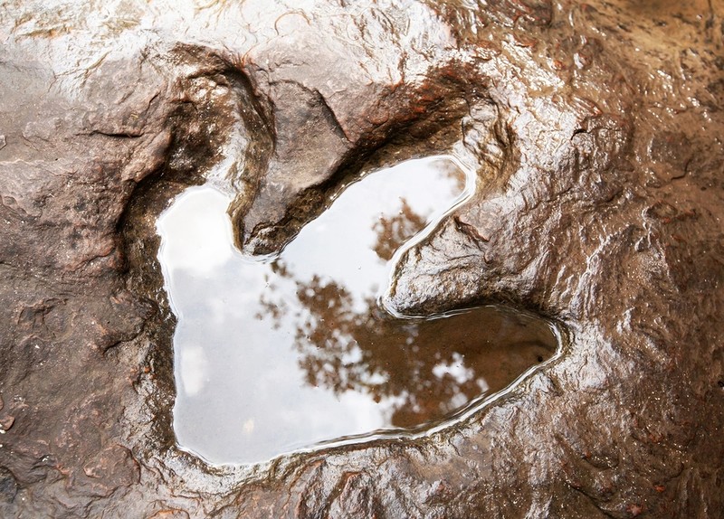 UK: Odkryto największe w kraju miejsce ze śladami dinozaurów