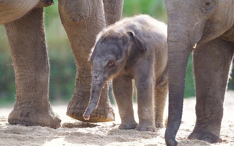 Nowo narodzone słoniątko w dublińskim Zoo czeka na imię