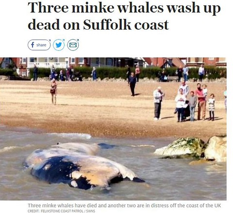 Three minke whales wash up dead on Suffolk coast