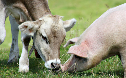 UK bans cattle, pigs and sheep imports from Germany after foot-and-mouth case