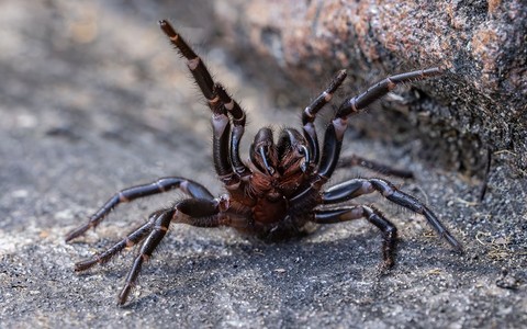 Australia: Naukowcy sklasyfikowali nowy, bardzo jadowity gatunek pająka