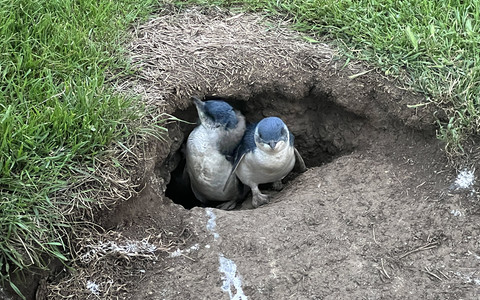 The number of 'divorces' among Australia's little penguins is rising