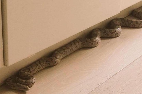 Shocked woman calls police after finding huge snake slithering through her kitchen in Kew