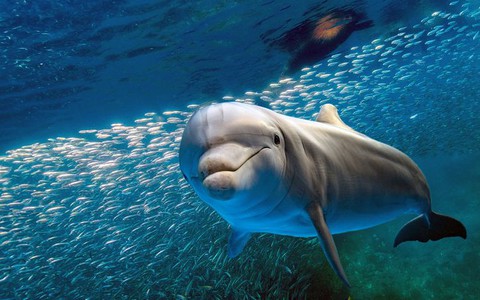 Delfin wyrzucony z okna akademika. 4 tys. EUR nagrody za wskazanie winnego