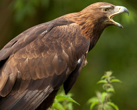 Szkockie orły giną w niewyjaśnionych okolicznościach. Naukowcy szukają przyczyny