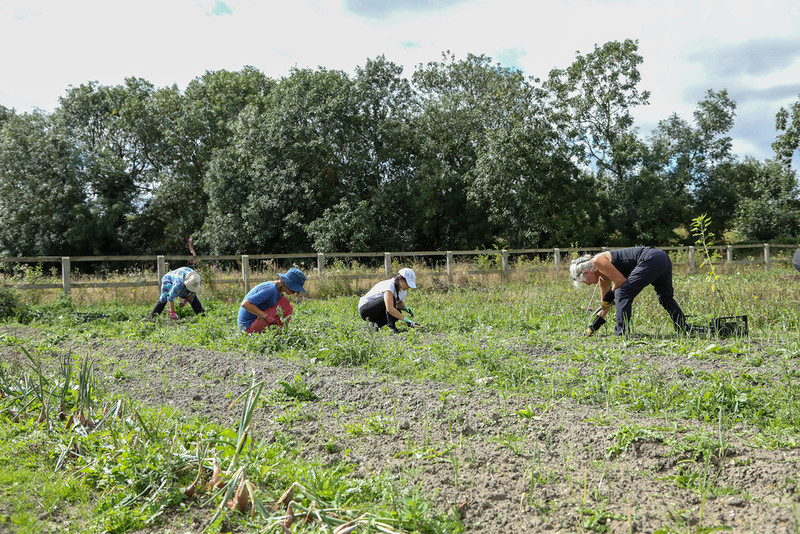 Coraz więcej imigrantów skarży się na wyzysk w pracy na brytyjskich farmach