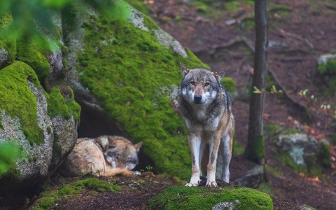 Study: Wolves in Europe continue to increase