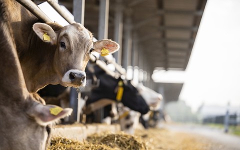 Cows ‘beaten and left in squalid conditions’ at farm used by UK’s largest milk producer