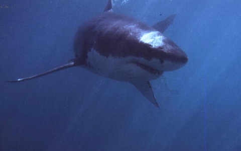 Shark bites teacher in Devon surfing incident