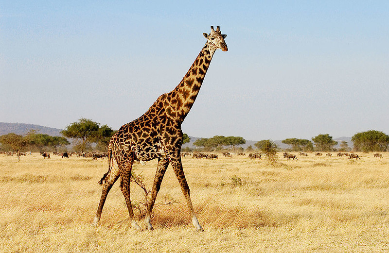 Tanzania zbuduje międzynarodowe lotnisko w sercu najsłynniejszego afrykańskiego parku Serengeti
