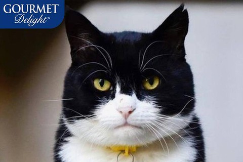 Kot Palmerston "twarzą" firmy produkującej karmę dla zwierząt