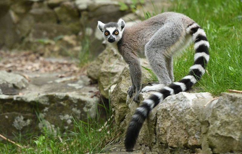 Szkocja: Z okazji 39. urodzin lemur Stumpy został wpisany do księgi rekordów Guinnessa