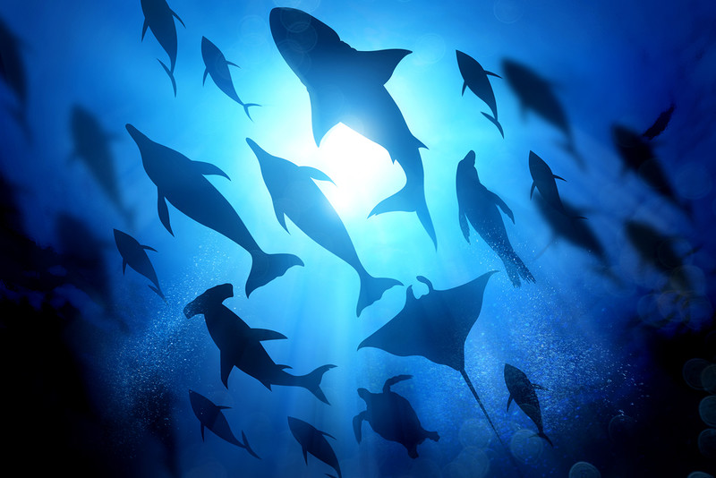 Sharks and oysters set to thrive in warmer UK waters