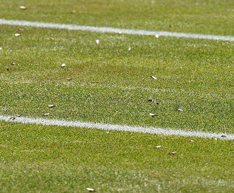 Inwazja latających mrówek na Wimbledonie. Owady dokuczają tenisistom