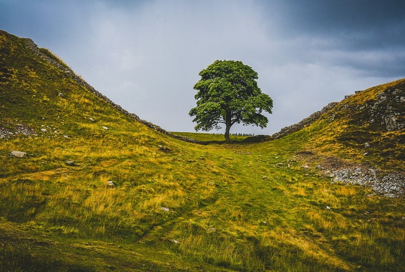 Anglia: 4 lata więzienia za ścięcie słynnego drzewa w Sycamore Gap