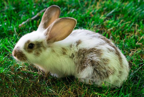 You can cuddle up with micro pigs and bunnies in a park this month