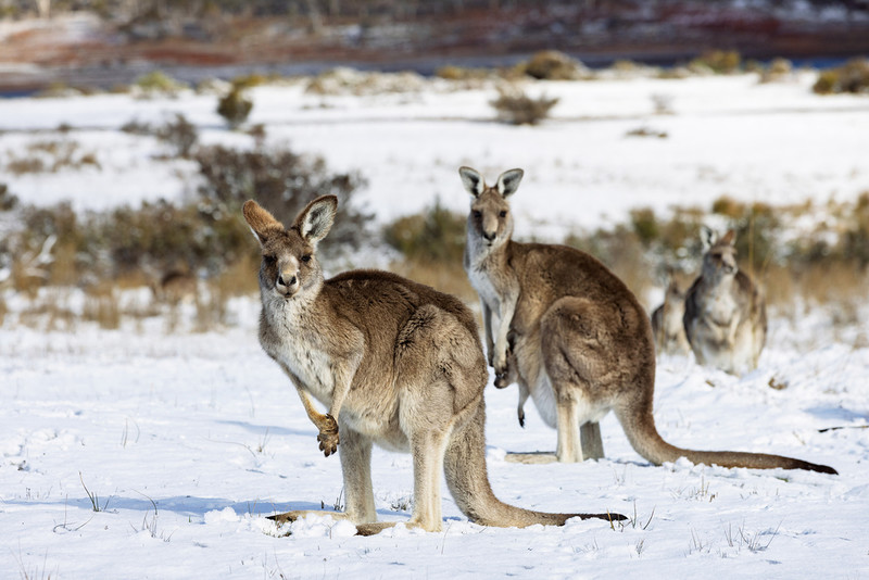 Australia: Kilka miast na wschodzie kraju pod grubą warstwą śniegu