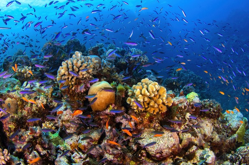 Wielka Rafa Koralowa odnotowała największy spadek populacji koralowców w historii