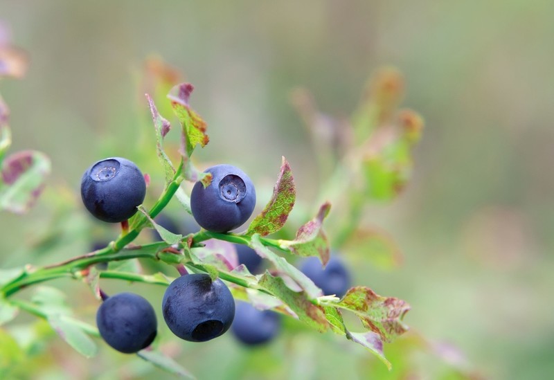 Picking berries in Sweden can be profitable again, even for Poles