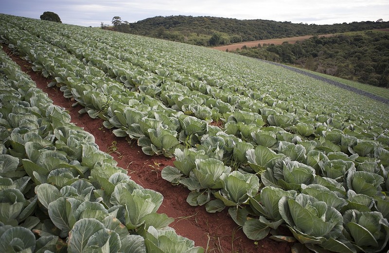 Expect smaller broccoli if heatwave continues, farmers warn