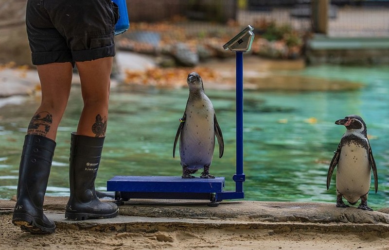 W londyńskim zoo rozpoczęto coroczne ważenie 10 tys. zwierząt