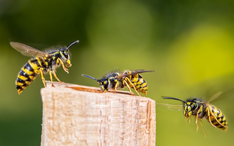 Wielkiej Brytanii grozi plaga os. "To będzie ich rok"