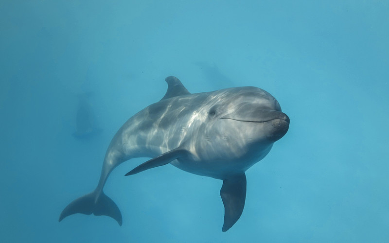 Szkocja: Liczba wyrzuconych na brzeg ssaków morskich wzrosła o 200 proc. w ciągu ostatnich 30 lat