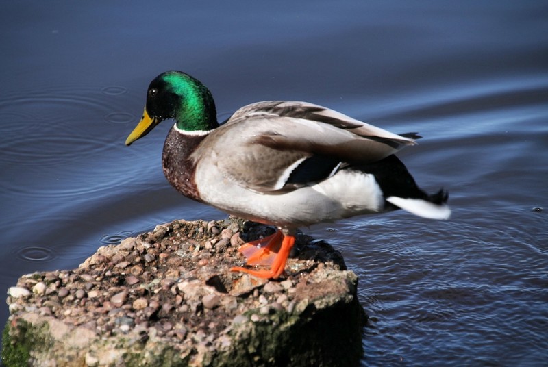 Royal Mail wydaje kolekcję znaczków upamiętniającą gatunki kaczek w UK