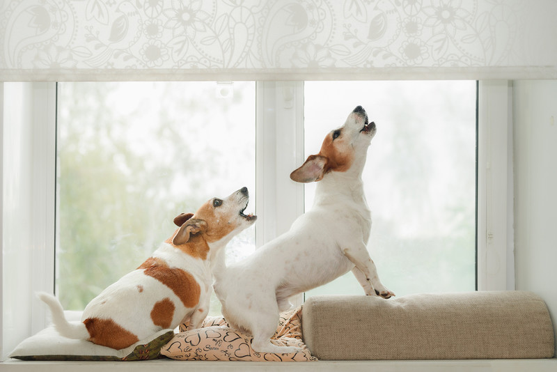 Gdzie w Londynie psy szczekają najgłośniej? Dzielnica Barking z największą liczbą skarg