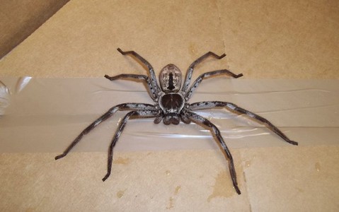 Enormous Huntsman spider found in family's luggage