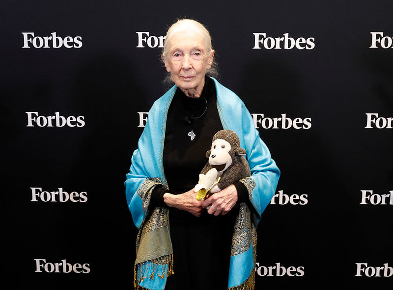 Nie żyje Jane Goodall, słynna brytyjska badaczka szympansów