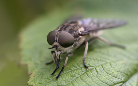 Invasion of horseflies are leaving people with bites like this