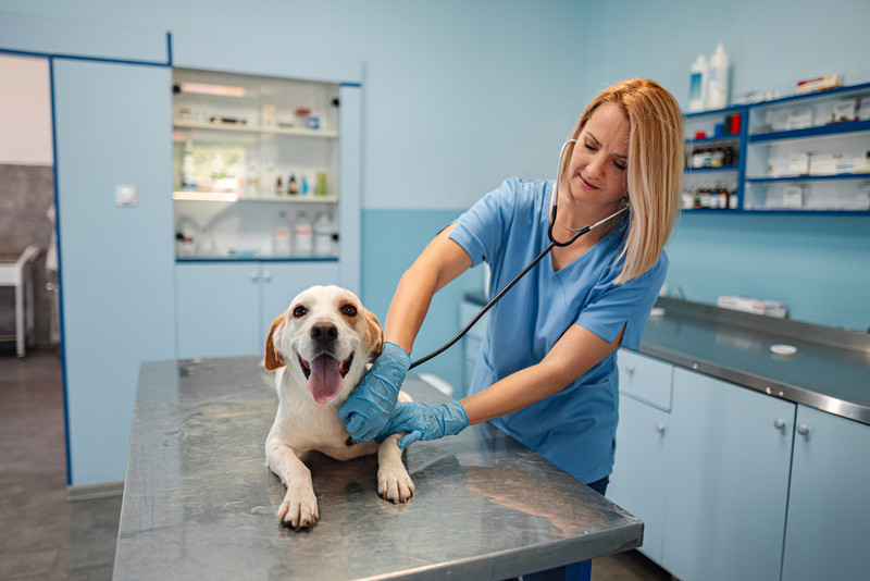 Nowe regulacje dla weterynarzy w UK? Urząd ochrony konkurencji chce obowiązkowych cenników