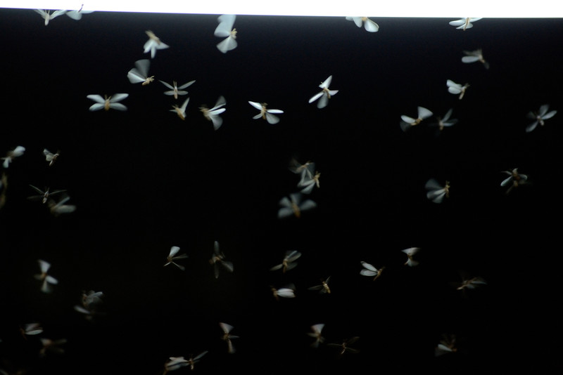 Liczba nocnych owadów w UK gwałtownie maleje. Dlaczego tak się dzieje?