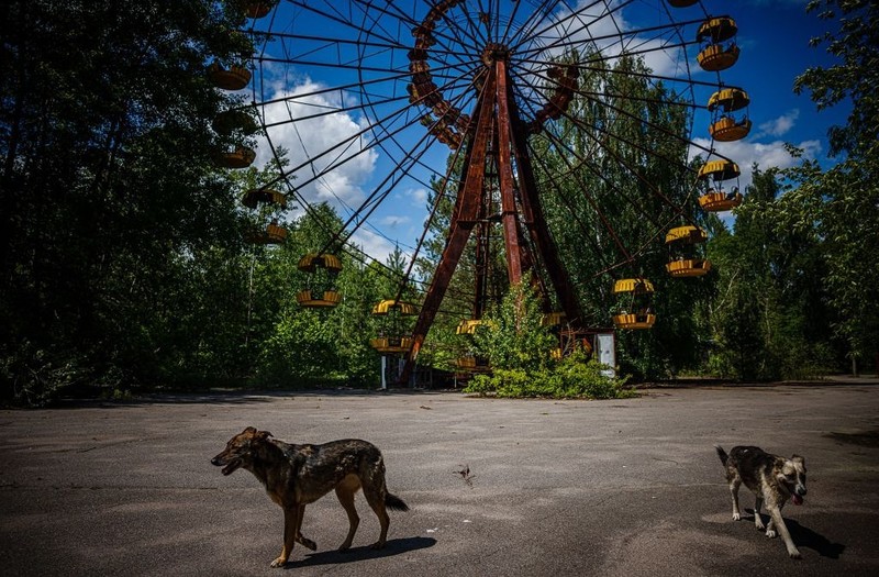 W regionie Czarnobyla pojawiły się psy z niebieską sierścią