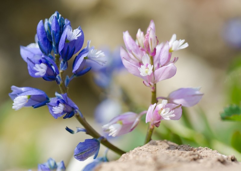Co czwarty rodzimy gatunek roślin w Wielkiej Brytanii zagrożony wyginięciem