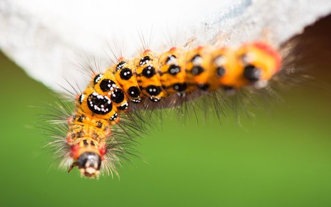 Exploding 'zombie' caterpillars discovered in British countryside