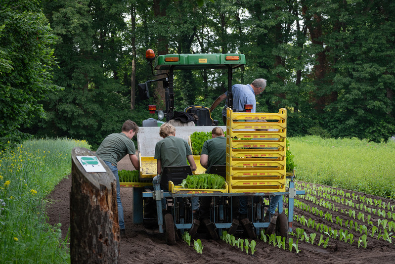 Holandia: Sytuacja pracowników z krajów Europy Środkowej i Wschodniej wciąż trudna