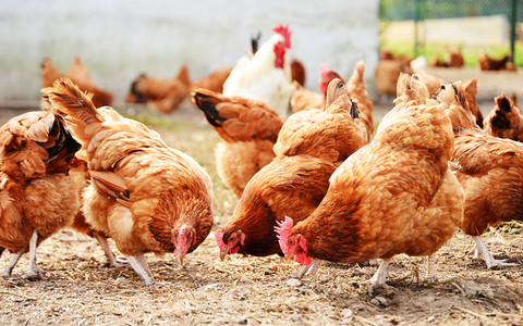 More than one million chickens slaughtered in the Netherlands