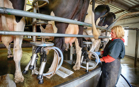 Social welfare recipients to earn extra cash filling dairy farm worker shortage