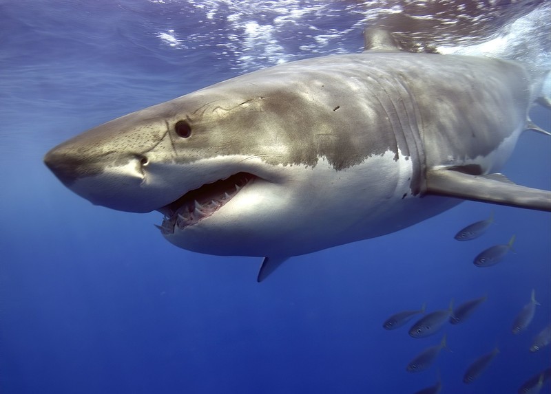 Australia: Jedna osoba nie żyje, jedna ciężko ranna po ataku rekina