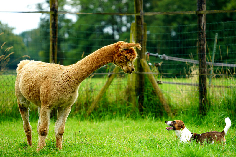 Dog owners face unlimited fines under new Bill