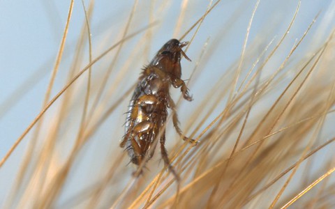 Well hung super-fleas are preparing to invade our homes