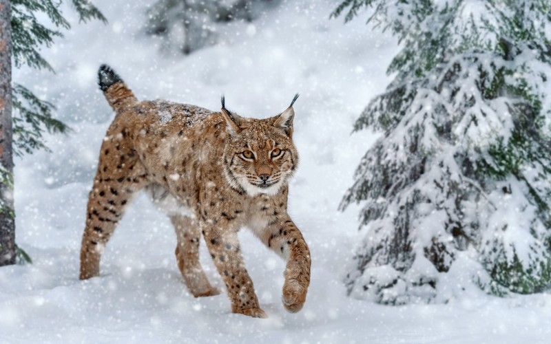 Ryś powróci do Highlands? Mieszkańcy Szkocji proszeni są o opinię w tej sprawie