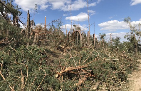 Lasy Państwowe: Uprzątanie terenów dotkniętych nawałnicami potrwa do 2019 r.