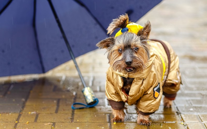 Rynek ubrań dla psów rośnie w odpowiedzi na zimną i deszczową pogodę w UK