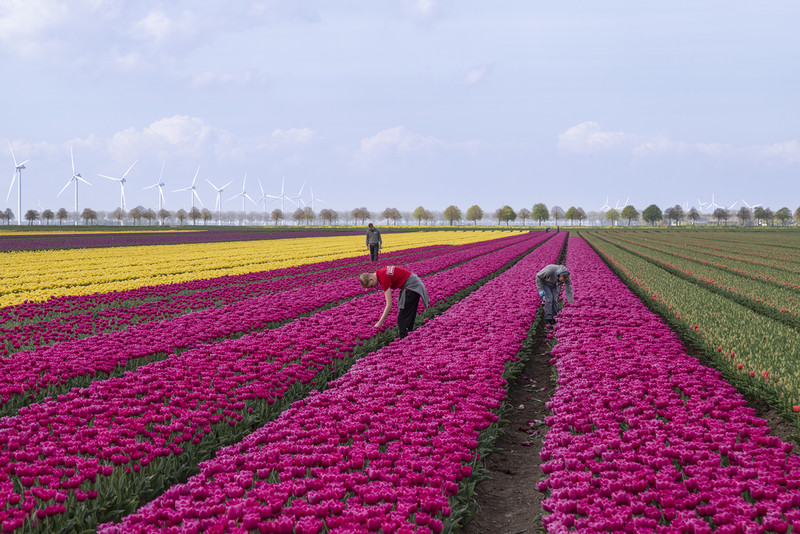 Holandia: Ponad połowa pracowników tymczasowych to imigranci. Wśród nich najwięcej jest Polaków